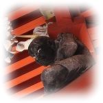 oHOR_
