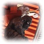 oHOR_